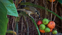 Meliphaga notata
