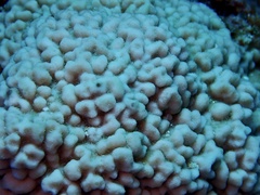 Montipora cryptus