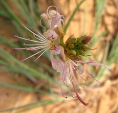 Cleome macrophylla