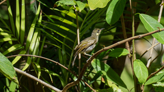 Meliphaga notata