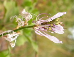 Cleome macrophylla