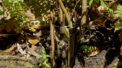 Meliphaga notata