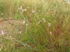 Cleome macrophylla
