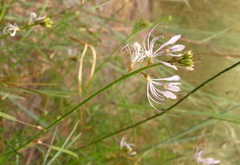 Cleome macrophylla