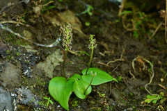 Oberonioides pusillus