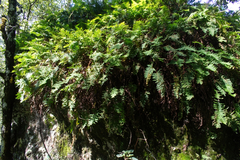 Pleopeltis polypodioides