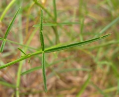 Cleome macrophylla