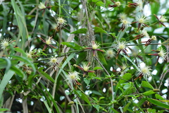 Clematis tashiroi