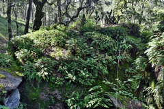 Pleopeltis polypodioides