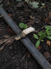 Phallus granulosodenticulatus