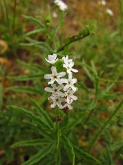 Heliotropium steudneri
