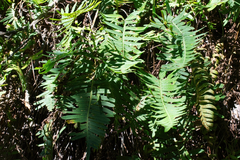 Pleopeltis polypodioides