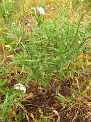 Heliotropium steudneri