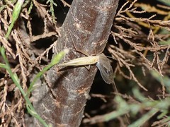 Oecanthus dulcisonans