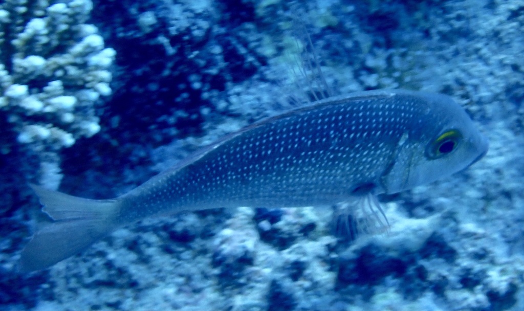 Snubnose emperor (Lethrinus borbonicus) — Lethrinidae