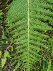 Oreopteris limbosperma