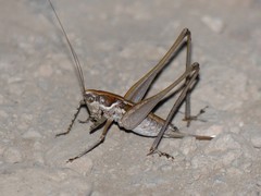 Pterolepis spoliata