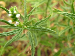 Heliotropium steudneri
