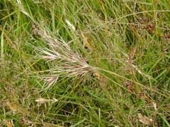 Festuca vivipara