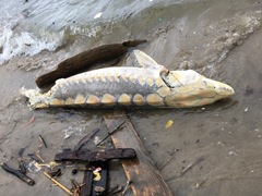 Acipenser brevirostrum