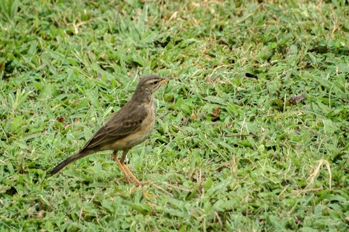 Plain-backed Pipit