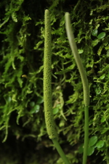 Peperomia obtusifolia