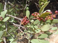 Searsia magalismontana magalismontana