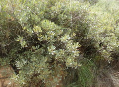Searsia magalismontana magalismontana