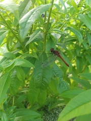 Sympetrum sanguineum