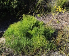 Nanobubon strictum