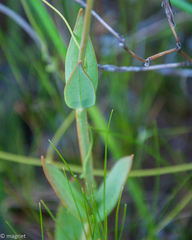 Chironia jasminoides