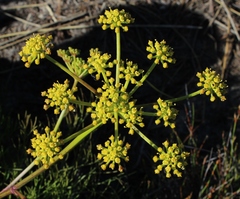Nanobubon strictum