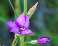 Chironia jasminoides