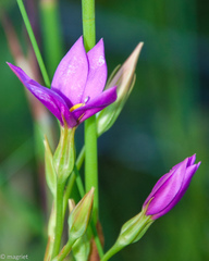 Chironia jasminoides