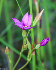 Chironia jasminoides
