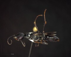 Ampulex canaliculata