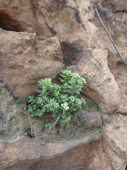Crassula setulosa setulosa