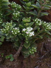 Crassula setulosa setulosa