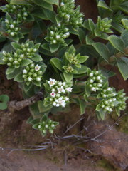 Crassula setulosa setulosa