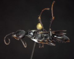 Ampulex canaliculata