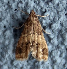 Usingeriessa brunnildalis