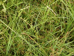 Triglochin palustris