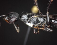 Ampulex canaliculata