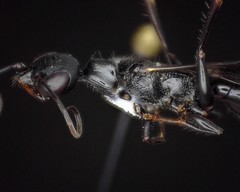 Ampulex canaliculata