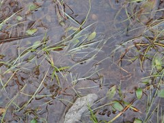 Potamogeton polygonifolius