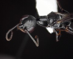 Ampulex canaliculata