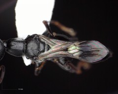 Ampulex canaliculata