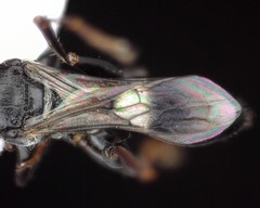 Ampulex canaliculata