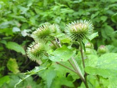 Arctium lappa