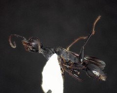 Ampulex canaliculata